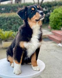 Cucciolone di Pastore Australiano