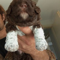 Lagotto Romagnolo