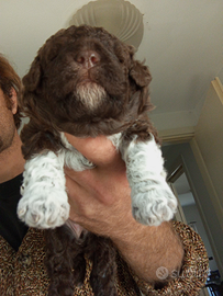 Lagotto Romagnolo