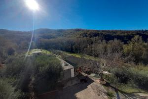 Appartamento con uliveto