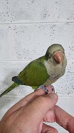 Pullo di parrocchetto monaco