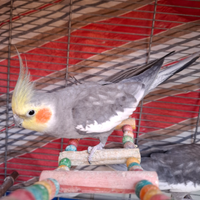 Pappagalli Calopsite