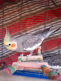 Pappagalli Calopsite