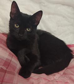 Pisolo gattino 5 mesi