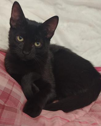 Pisolo gattino 5 mesi