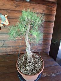 Bonsai Pino Nero - Pinus Nigra. Visita il profilo