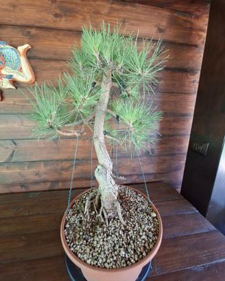Bonsai Pino Nero - Pinus Nigra. Visita il profilo
