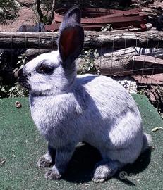 Conigli di razza in purezza