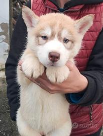 Cuccioli di siberian husky con pedigree Enci