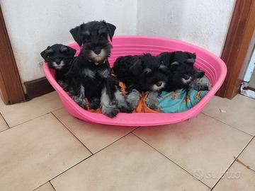 Cuccioli di schnauzer nano nero argento