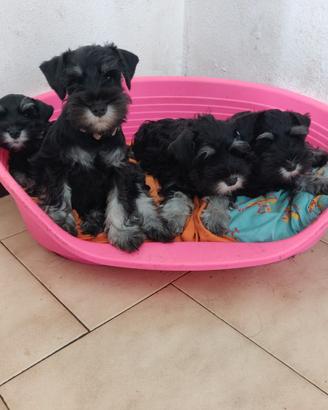 Cuccioli di schnauzer nano nero argento