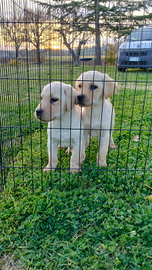 Labrador con pedigree