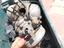 Immagine 11