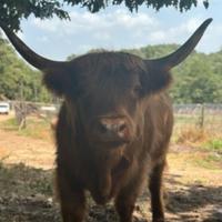 Mucche scozzesi highland