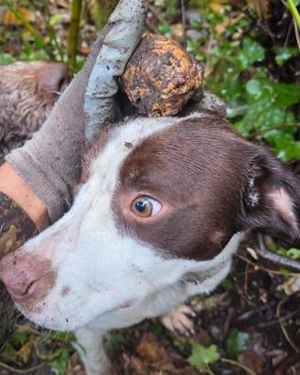 Bracco/ springer spaniel da tartufo