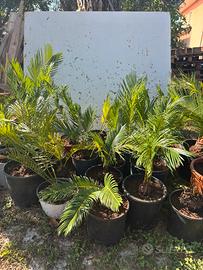 Piante di Cycas Revoluta (Palma Giapponese)