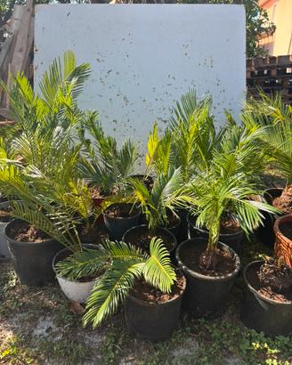 Piante di Cycas Revoluta (Palma Giapponese)
