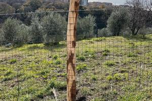 Oliveto non del tutto pianeggiante