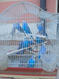 Cocorite serie blu cobalto perlate azzurre