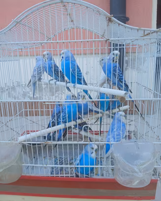 Cocorite serie blu cobalto perlate azzurre