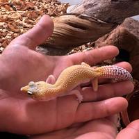 Geco leopardino