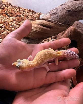 Geco leopardino