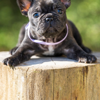 Bulldog francese