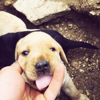 Labrador retriever con pedigree