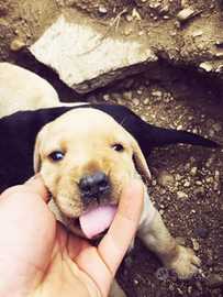 Labrador retriever con pedigree