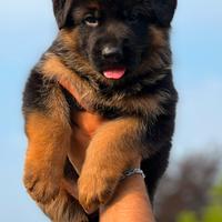 Splendidi cuccioli di pastore tedesco