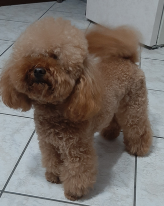 Barboncino Toy Red X Monte