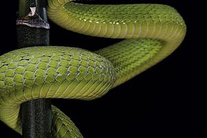 Porsche 911 E TARGA 2.4 (VERDE VIPER) PERMUTE