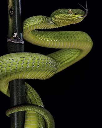 Porsche 911 E TARGA 2.4 (VERDE VIPER) PERMUTE