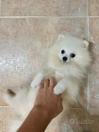 Volpino di pomerania