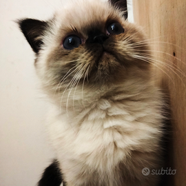 Cucciolo Exotic Shorthair
