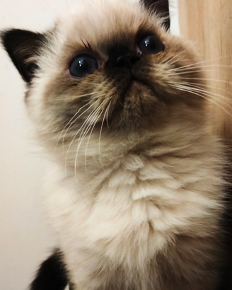 Cucciolo Exotic Shorthair