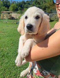 Golden retriver