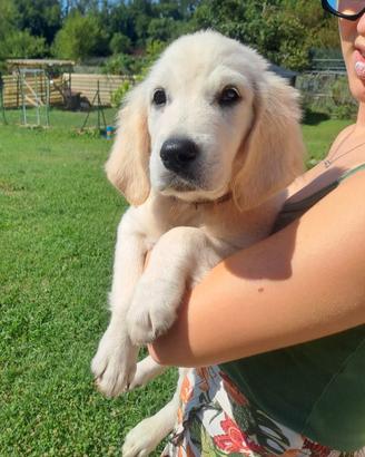 Golden retriver