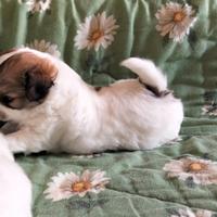 Maschietto chihuahua pelo lungo