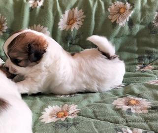 Maschietto chihuahua pelo lungo