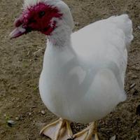 Ultimo maschio di anatra muta colorazione bianca