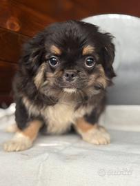 Chihuahua maschietto pelo lungo