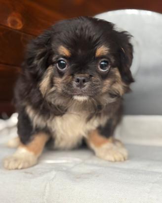 Chihuahua maschietto pelo lungo
