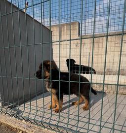 Cuccioli di pastore tedesco