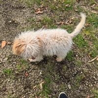 Lagotto romagnolo