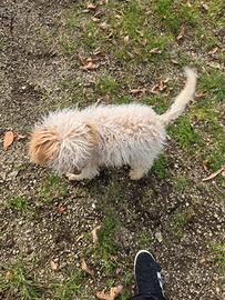Lagotto romagnolo