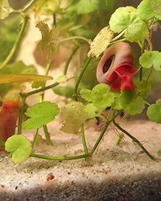 Planorbarius Red