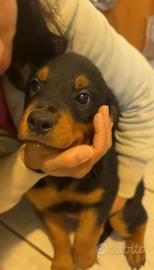 Rottweiler 3 mesi