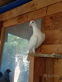 Piccioni viaggiatori