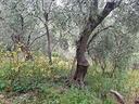 ter-agricolo-a-diano-san-pietro